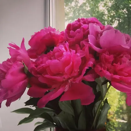 айстра Λβιβ