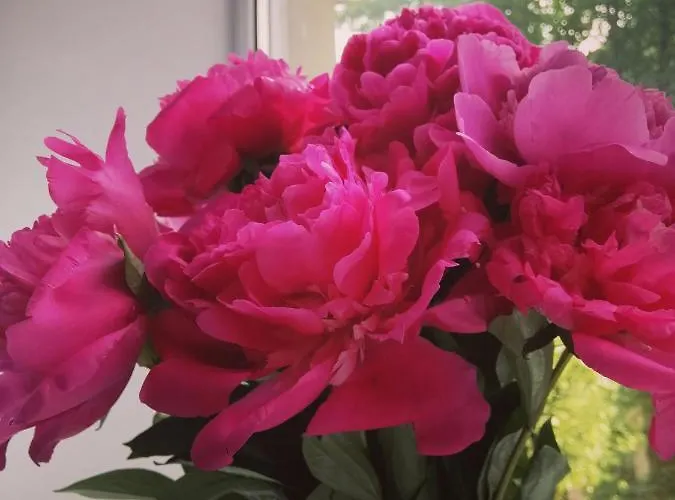 айстра Leópolis